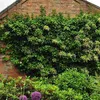 2 x  ortensia rampicante  - Hydrangea anomala 'Petiolaris'  Anteprima dell’immagine prodotto 2