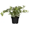 Efeu 'White Ripple' - Hedera helix 'White Ripple', Produktbild-Vorschau 2