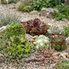 Green boutiQ - 6x Sempervivum Big Sam - Hauswurz Big Sam - Produktbild-Vorschau 4