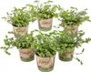 Bloomique - Zestaw 6 sztuk - Callisia Repens - Roślina dla Podgląd zdjęcia produktu 1
