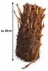 Dicksonia antarctica, paproć drzewiasta, 30 cm – Podgląd zdjęcia produktu 5