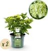 Green boutiQ - Balkonpflanze - Hortensie - Hydrangea Produktbild-Vorschau 2