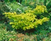Acer shirasawanum 'Aureum', Japanischer Ahorn, goldgelb, Produktbild-Vorschau 14