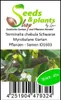 10x Terminalia chebula Schwarze Myrobalane Garten Pflanzen Produktbild-Vorschau 3