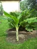 Schneebanane (Ensete glaucum) - 5 Samen Produktbild-Vorschau 3