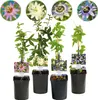 Cœur Exotique Plantes Grimpantes - Passiflore Passiflora Voir les images du produit 3