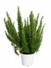 XXL Romarin (Salvia rosmarinus / Rosmarinus officinalis) – Voir les images du produit 4