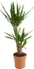 Bloomique - Yucca Elephantipes - Yucca - Plante d’intérieur Voir les images du produit 1