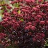 Bakker.com - Sedum Blue Pearl, Der topf / Ø 9cm Produktbild-Vorschau 3