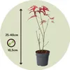 Érable du Japon - Acer palmatum 'Atropurpureum' - Hauteur Voir les images du produit 2