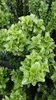 Euonymus jap. 'Benkomasaki' ( erecta) - Arbuste à ailes de Voir les images du produit 3