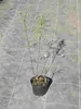 Fargesia nitida 'Black Pearl' C1-1 litr - Czarny bambus Podgląd zdjęcia produktu 1