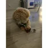 Jouets pour chiens Noël 6 pièces cadeau chiens à mâcher Voir les images du produit 4