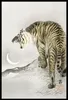 Plakat 40x60cm Roaring Tiger, Koson Japoński Vintage do Podgląd zdjęcia produktu 2