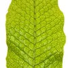 Krokodília papra? - Microsorum musifolium crocodyllus - Náhľad obrázku produktu 3