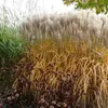 Stauden Gänge 1 x Miscanthus sinensis 'Malepartus' im 1 Produktbild-Vorschau 6