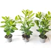 20x Kirschlorbeer Novita 40-50 cm | Prunus laurocerasus Produktbild-Vorschau 1