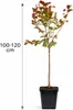 Okrasná jabloň ‘Liset’ 100–120 cm v květináči – Náhled obrázku produktu 5