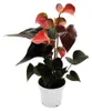 Duhová anthurie – Anthurium andreanum „Rainbow Champion“ – Náhled obrázku produktu 1