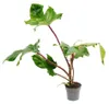 Philodendron squamiferum – divoký filodendron s červenými Náhled obrázku produktu 2