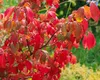 Euonymus alatus 'Compactus', Flügel-Spindelstrauch, 60–80 Produktbild-Vorschau 13