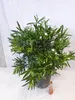 [Palmenlager] - XXL Oleander WEIß 120 cm - Busch - großer Produktbild-Vorschau 3