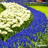 100 cibuliek Muscari Armeniacum (XXL veľkosť cibule 9/10 Náhľad obrázku produktu 8