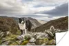 MuchoWow® Poster Ein Border Collie steht auf dem Gipfel des Produktbild-Vorschau 1