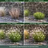 Stauden Gänge 3 x Gaura lindheimeri 'Whirling Butterflies' Produktbild-Vorschau 6