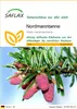 SAFLAX - Nordmanntanne - Abies nordmanniana - 20 Samen Produktbild-Vorschau 1