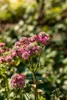 Große Sterndolde Rosensinfonie, im Topf - Astrantia major Produktbild-Vorschau 3
