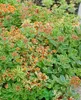 Sedum kamtschaticum, Fetthenne, gelb, ca. 9x9 cm Topf Produktbild-Vorschau 8