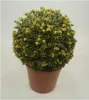 Stauden Gänge 1 x Ilex crenata 'Convexa' Kugel 25 - 35 cm - Produktbild-Vorschau 1
