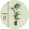 Kentia Palme - Howea forsteriana - Höhe 90-100cm - ⌀18cm Produktbild-Vorschau 2