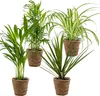 Bloomique - 4er-Mix - Luftreinigende Pflanzen - Dracaena - Produktbild-Vorschau 1