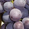 Winorośl Charlie - Antracyt 2L Podgląd zdjęcia produktu 1
