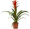 Bromelie – Guzmania Ostara – Zimmerpflanze – Ø12cm – ↕45cm Produktbild-Vorschau 1