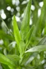 Artemisia dracunculus, Estragon, aromatisch, ca. 9x9 cm Produktbild-Vorschau 5