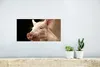 MuchoWow® Poster Schwein - Tier - Zaun 40x20 cm - Poster Produktbild-Vorschau 5
