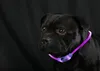 2x LED Leuchtband für Hunde in Lila Hundehalsband mit Akku Produktbild-Vorschau 1