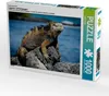 Calvendo Ein Motiv aus dem Kalender Leguane auf Galapagos Produktbild-Vorschau 1