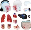 MedMod Anatomický model trupu 45 cm, detailný model Náhľad obrázku produktu 5