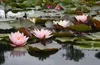 Seerose ´ROSENNYMPHE´ Cont. 1 l Produktbild-Vorschau 4