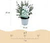 Exotenherz – Eukalyptus (Eucalyptus gunni) – 2er-Set? – Produktbild-Vorschau 6