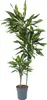 Dragonnier - Dracaena fragrans 'Cintho' - Hauteur 140-150cm Voir les images du produit 1