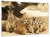 Wallario Wandbild Niedliche  Erdmännchen  kuscheln  im  Produktbild-Vorschau 2