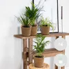 Bloomique - 4er-Mix - Luftreinigende Pflanzen - Dracaena - Produktbild-Vorschau 2