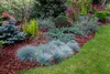 Set de 4 fétuques bleues - Festuca glauca 'Elijah Blue' - Voir les images du produit 2