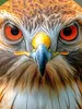 CALVENDO Puzzle Baumfalke | 1000 Teile Lege-Größe 64x48cm Produktbild-Vorschau 3