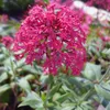 6 x Červenokvetá ostrica - Centranthus ruber 'Coccineus' | Náhľad obrázku produktu 1